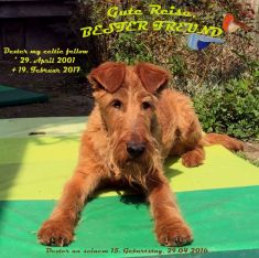 Irish Terrier Welpen bei Galahad's Guardian