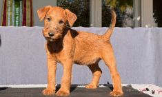 Irish Terrier Welpen aktuell