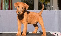 Irish Terrier Welpen aktuell