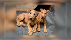 Irish Terrier Welpen aktuell